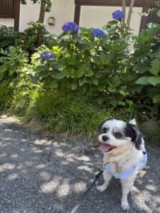 チップ　アジサイ